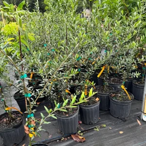 Arbequina Olive Tree Live Plant - 1 Gallon Pot, 2-3 Feet Tall - Image 4