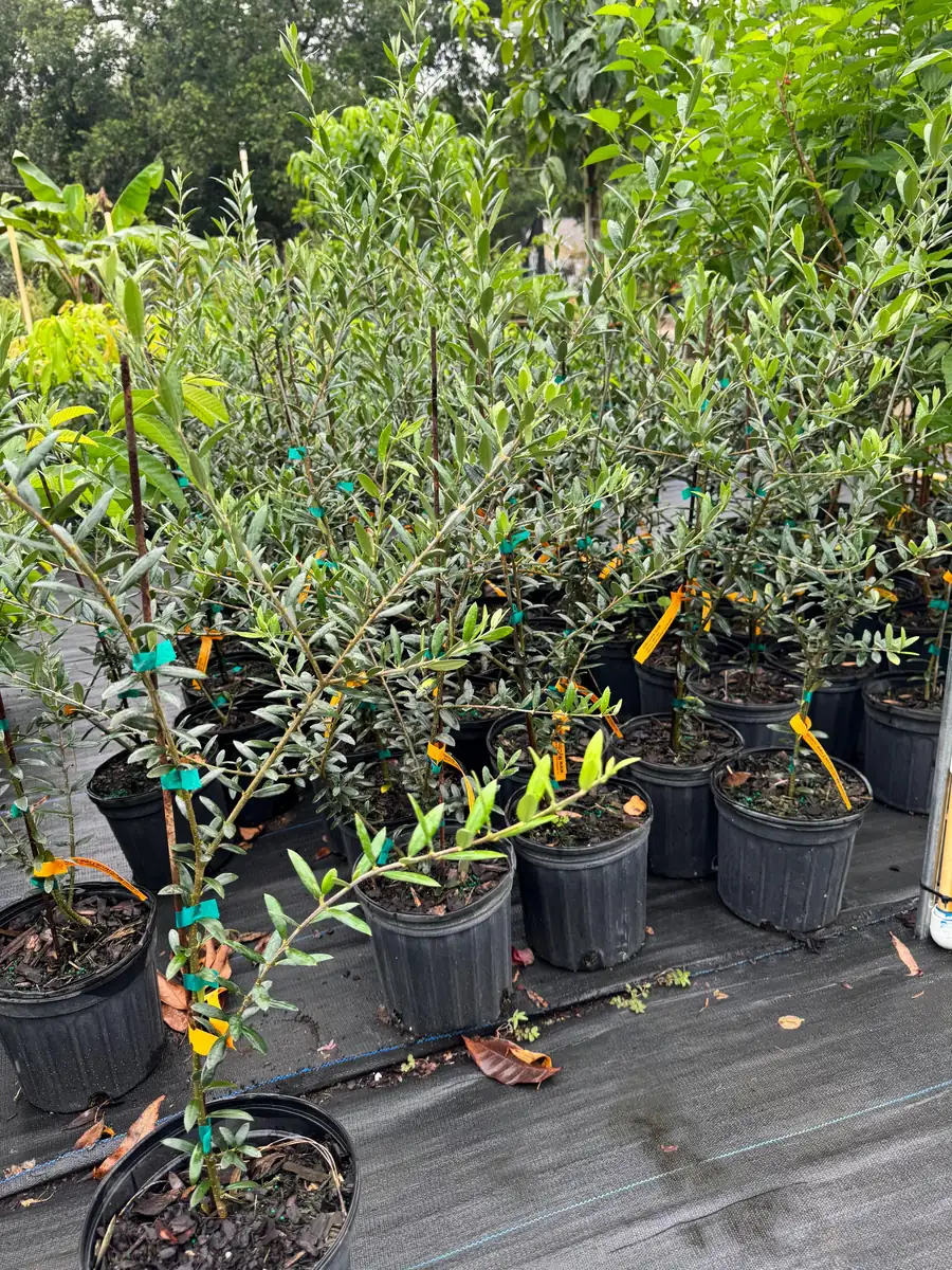 Arbequina Olive Tree Live Plant - 1 Gallon Pot, 2-3 Feet Tall - Image 4
