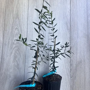 Arbequina Olive Tree Live Plant – Half Gallon Pot – Indoor/Outdoor - Image 2