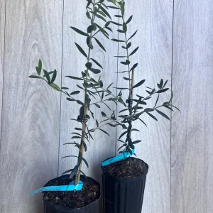 Arbequina Olive Tree Live Plant – Half Gallon Pot – Indoor/Outdoor - Image 4