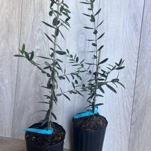 Arbequina Olive Tree Live Plant – Half Gallon Pot – Indoor/Outdoor - Image 7