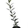 Arbequina Olive Tree - Live Plant - Olea europaea - 4 inch Pot - Image 1