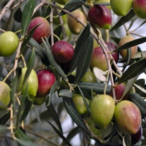 Arbequina Olive Tree - Live Plant - Olea europaea - 4 inch Pot - Image 3