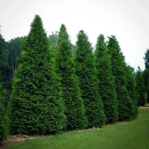 Arborvitae Green Giant Thuja Plicata Live Plant - 2.5 inch Pot, 6-12