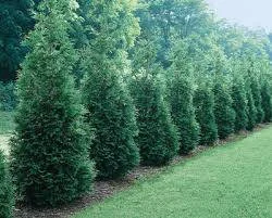 Arborvitae Green Giant Thuja Plicata Live Plant - 2.5 inch Pot, 6-12" Tall - Image 1