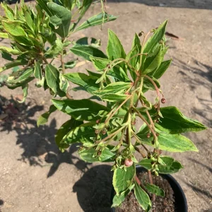 Arbutus 'Spring Frost' Live Plant - 1 Gallon Pot, 1 Foot Tall, Outdoor Shrub - Image 3