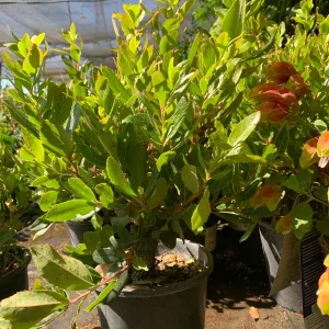 Arbutus Unedo Live Plant - Strawberry Tree 1 ft in 6 inch Pot, Outdoor - Image 2