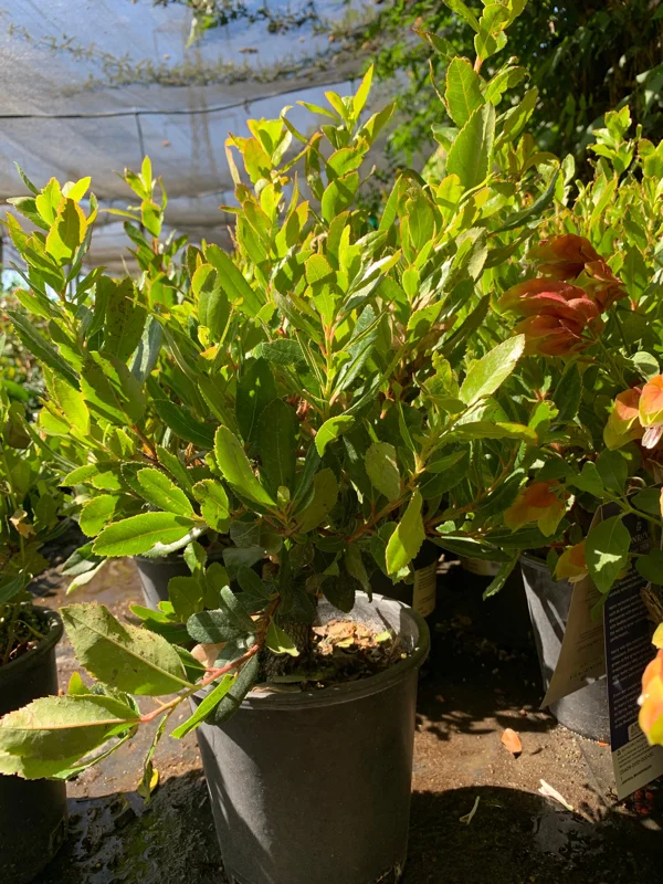 Arbutus Unedo Live Plant - Strawberry Tree 1 ft in 6 inch Pot, Outdoor - Image 2