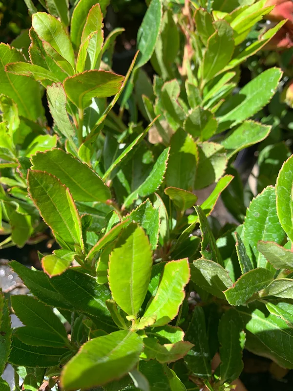 Arbutus Unedo Live Plant - Strawberry Tree 1 ft in 6 inch Pot, Outdoor - Image 1