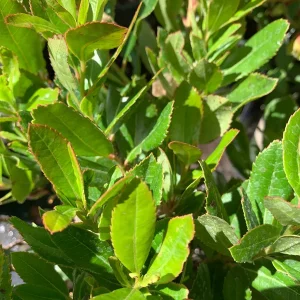 Arbutus Unedo Live Plant - Strawberry Tree - 2 Feet Tall - 3 Gallon Pot - Image 2