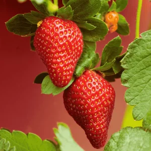 Archer Strawberry Bare Root Plants - June-Bearing, Sweet, Large Berries - Image 1
