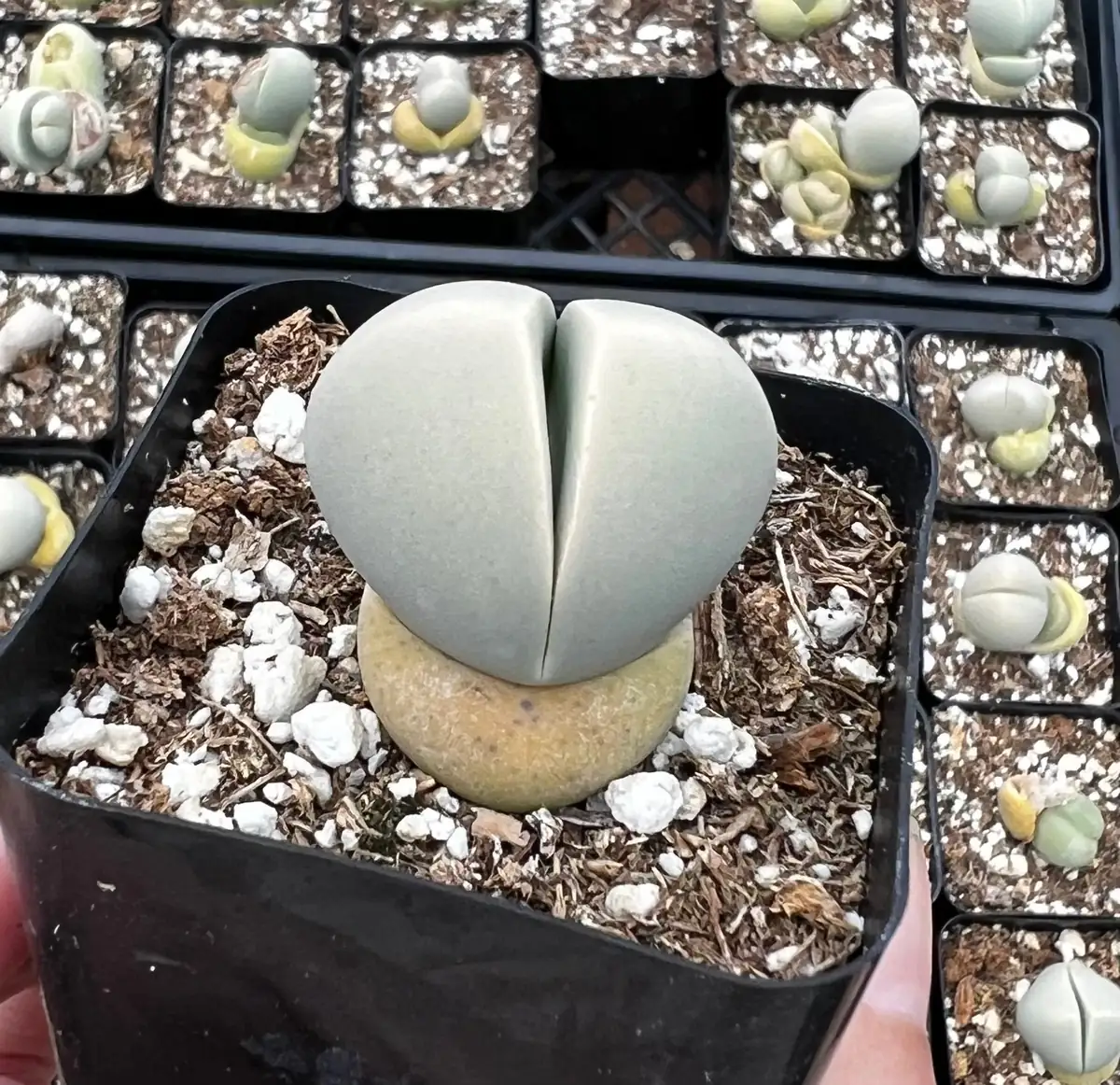 Argyroderma Testiculare Succulent Live Plant – 2 inch pot – Indoor - Image 2