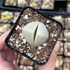 Argyroderma Testiculare Succulent Live Plant – 2 inch pot – Indoor - Image 3