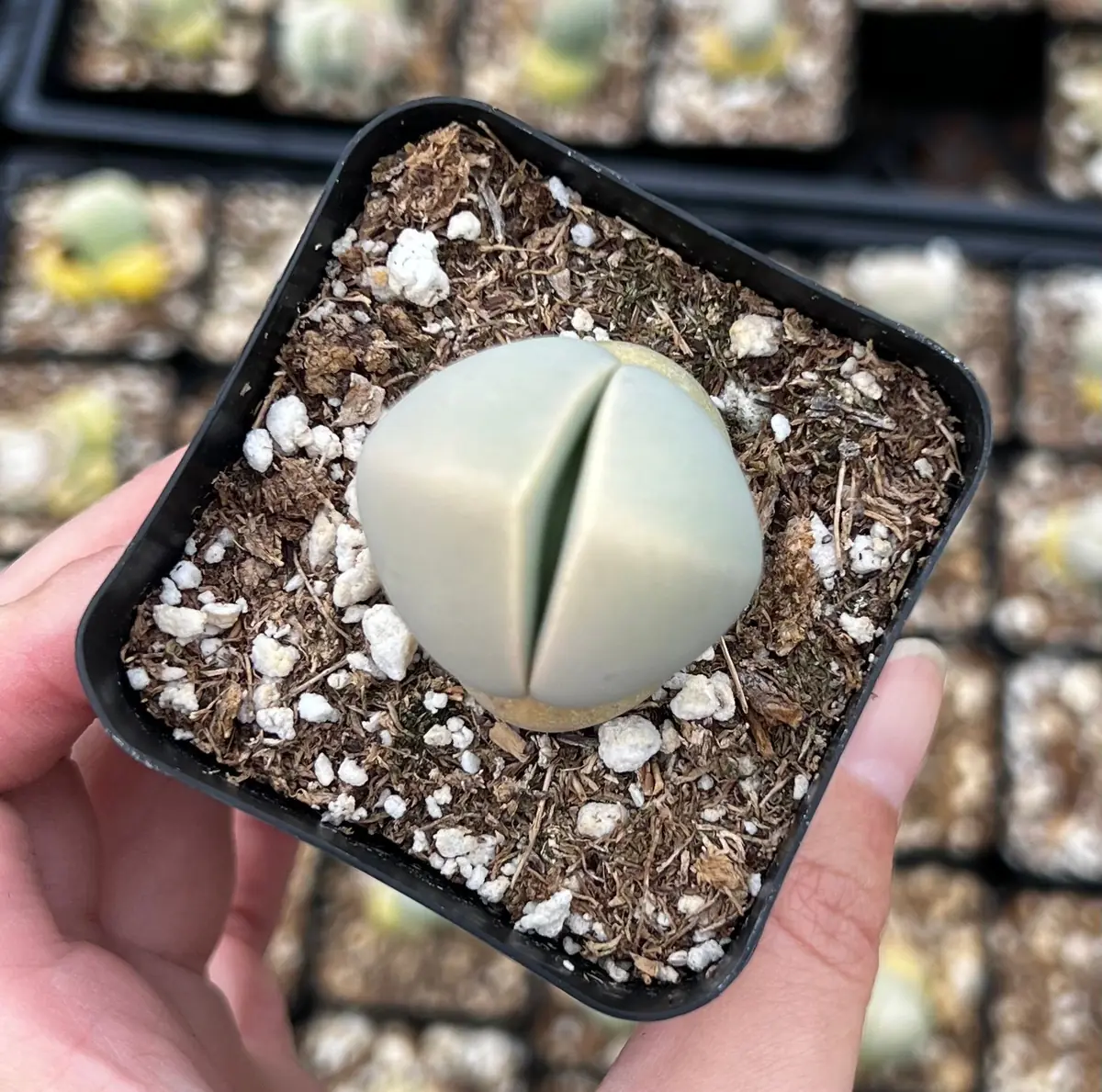 Argyroderma Testiculare Succulent Live Plant – 2 inch pot – Indoor - Image 3