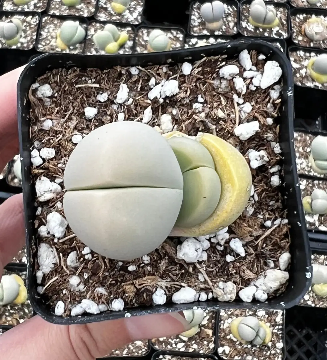 Argyroderma Testiculare Succulent Live Plant – 2 inch pot – Indoor - Image 4