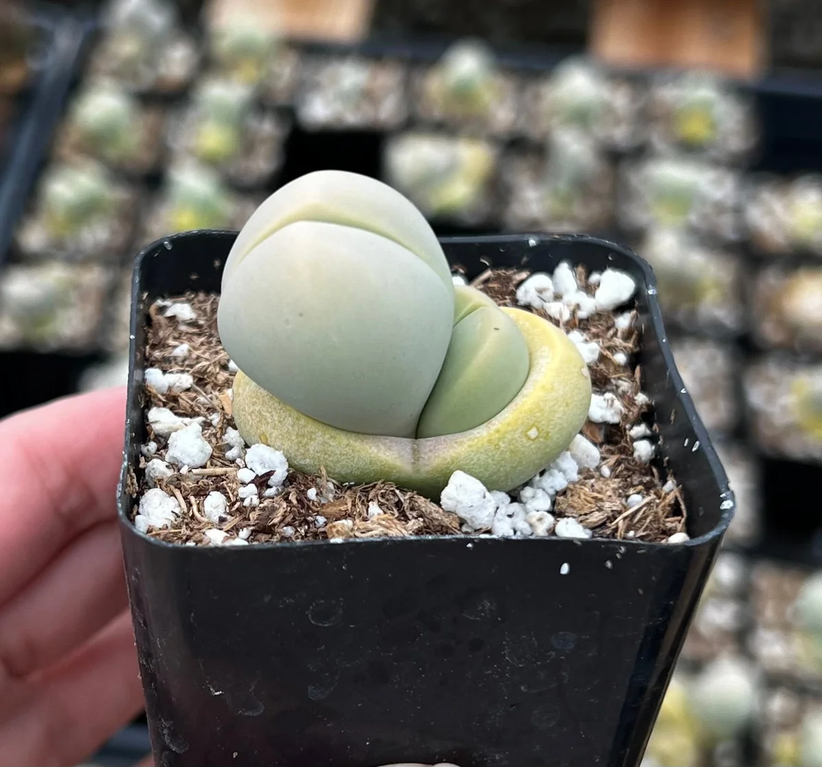 Argyroderma Testiculare Succulent Live Plant – 2 inch pot – Indoor - Image 5