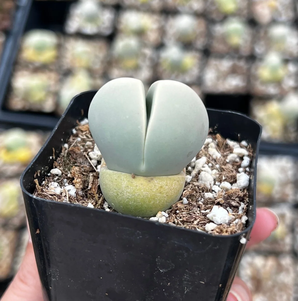 Argyroderma Testiculare Succulent Live Plant – 2 inch pot – Indoor - Image 6