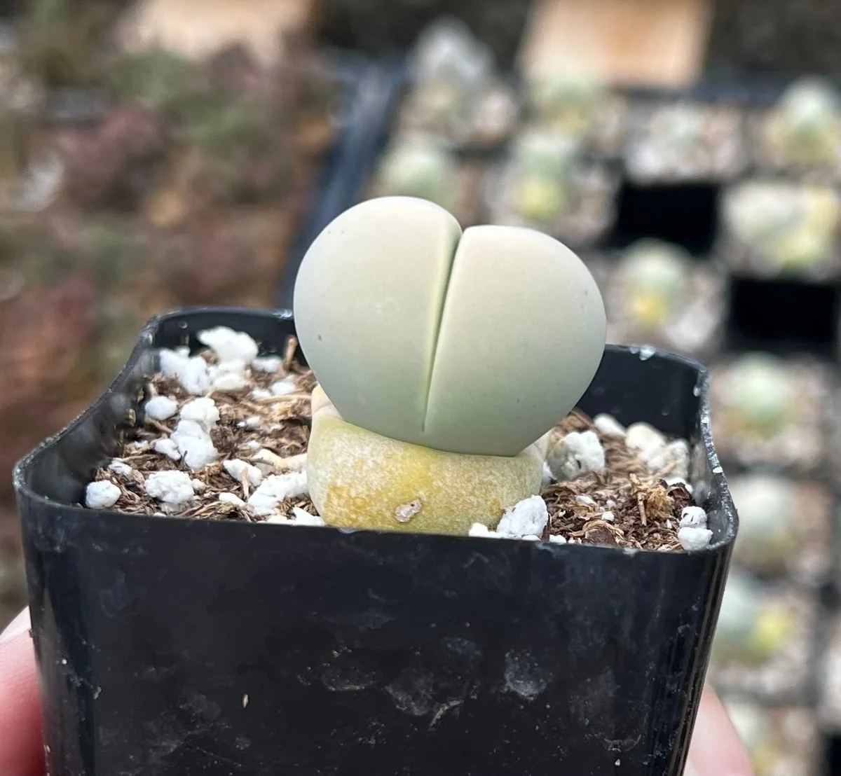 Argyroderma Testiculare Succulent Live Plant – 2 inch pot – Indoor - Image 7