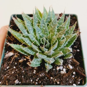 Aristaloe 'Lace Aloe' Succulent Plant - Live Potted Houseplant Indoor/Outdoor - Image 3