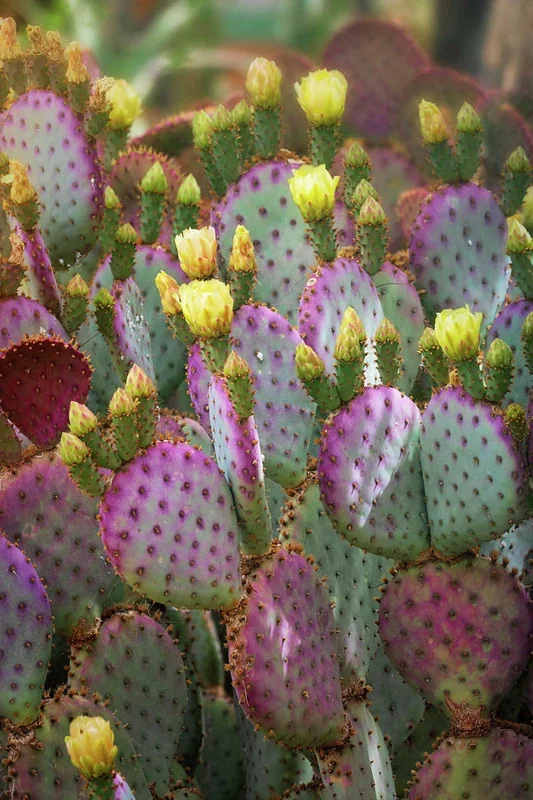 Arizona Purple Prickly Pear Cactus Seeds - Opuntia macrocentra - Rare Purple Cacti - Image 2