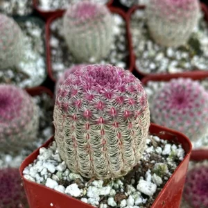 Arizona Rainbow Cactus Live Plant - Echinocereus Rigidissimus - Colorful Pink Cactus in 2-6 inch pot - Image 2
