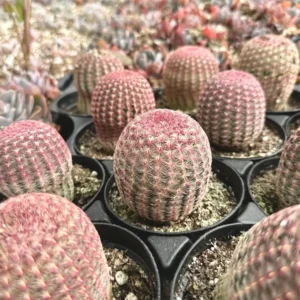 Arizona Rainbow Cactus Live Plant - Echinocereus Rigidissimus - Colorful Pink Cactus in 2-6 inch pot - Image 4