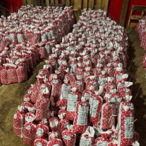 Arkansas Black Apple Tree - Bare Root Plant - 6-12 inches Tall - Cold Hardy - Image 3