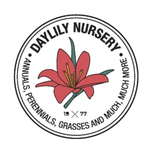 Arkansas Black Apple Tree - Bare Root Plant - 6-12 inches Tall - Cold Hardy - Image 4