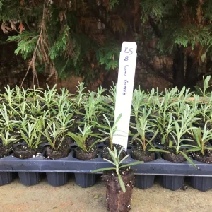 Aromatic Lavender Live Plant Plugs - Well Rooted Starter Plants - Image 3