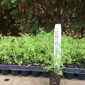 Aromatic Lavender Live Plant Plugs - Well Rooted Starter Plants - Image 6