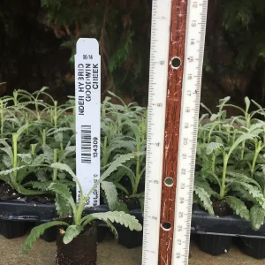 Aromatic Lavender Live Plant Plugs - Well Rooted Starter Plants - Image 8