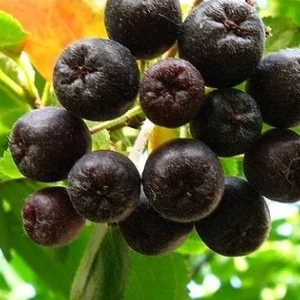 Aronia Black Chokeberry Cuttings - Set of 12 Unrooted Shrubs for Planting Outdoor - Image 2