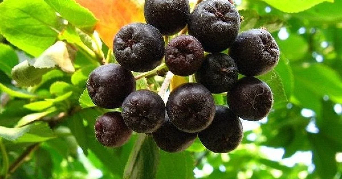 Aronia Black Chokeberry Cuttings - Set of 12 Unrooted Shrubs for Planting Outdoor - Image 2