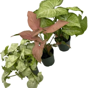 Arrowhead Plant Assortment - 3 Pack Syngonium Podophyllum Live Plants in 4" Pots - Indoor Tropical Foliage - Image 2