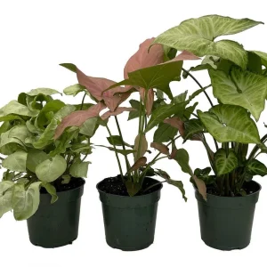 Arrowhead Plant Assortment - 3 Pack Syngonium Podophyllum Live Plants in 4" Pots - Indoor Tropical Foliage - Image 1