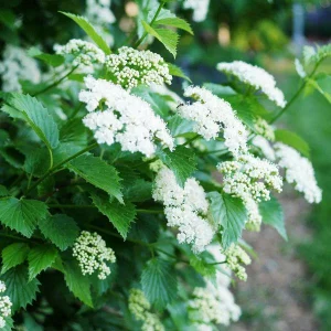 Arrowwood Viburnum Bare Root Plant - Native Shrub 2-Pack - Outdoor Garden - Image 2
