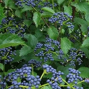 Arrowwood Viburnum Bare Root Plant - Native Shrub 2-Pack - Outdoor Garden - Image 4