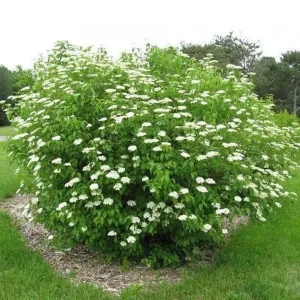 Arrowwood Viburnum Bare Root Plant - Native Shrub 2-Pack - Outdoor Garden - Image 5