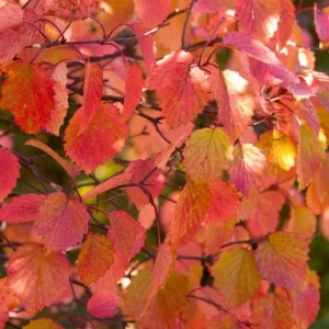 Arrowwood Viburnum Bare Root Plant - Native Shrub 2-Pack - Outdoor Garden - Image 6