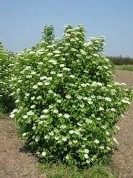 Arrowwood Viburnum Dentatum Live Plant - 4in Pot, Native, Outdoor Shrub - Image 2