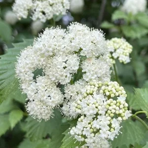 Arrowwood Viburnum Live Shrub - 10-18" Tall - 1qt Pot - Outdoor Hardy Plant - Image 2