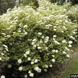 Arrowwood Viburnum Live Shrub Plant - 8-12+ Inches Tall - Set of 2 Outdoor Bushes - Image 2