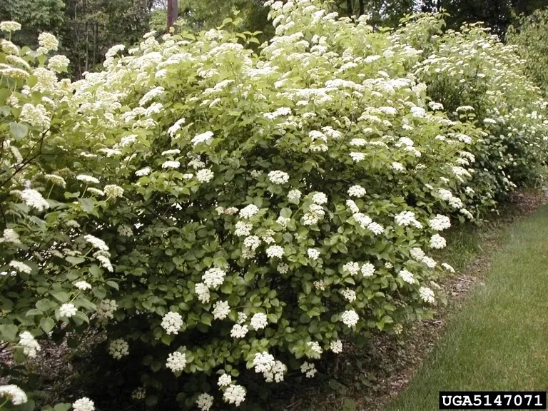 Arrowwood Viburnum Live Shrub Plant - 8-12+ Inches Tall - Set of 2 Outdoor Bushes - Image 3
