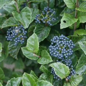 Arrowwood Viburnum Shrub - Glitters & Glows® Live Plant - 4 inch Pot - Outdoor - Image 3