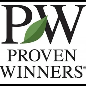 Arrowwood Viburnum Shrub - Glitters & Glows® Live Plant - 4 inch Pot - Outdoor - Image 4