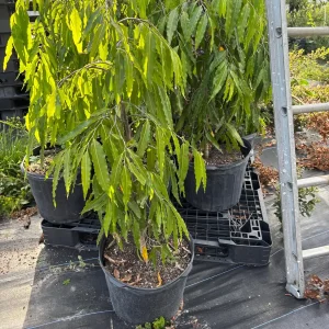 Ashoka Tree Live Plant - Polyalthia longifolia - 30 inch Tall - 1 Gallon Pot - Outdoor - Image 2