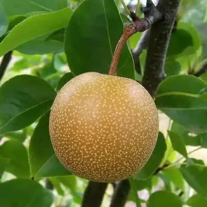 Asian Pear Grafted Tree Live Plant - 3 Gallon, 3-4 Feet Tall, Outdoor Fruit - Image 1