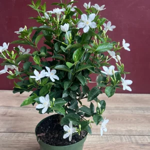 Asian Snow Jasmine Live Plant in 6" Pot - Fragrant Evergreen Shrub - Image 2