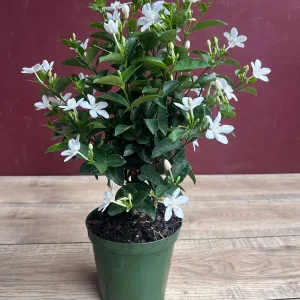 Asian Snow Jasmine Live Plant in 6