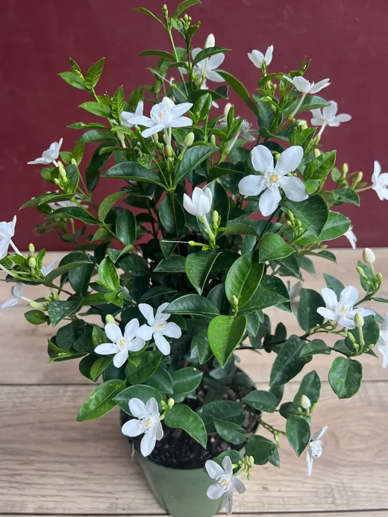 Asian Snow Jasmine Live Plant - 6